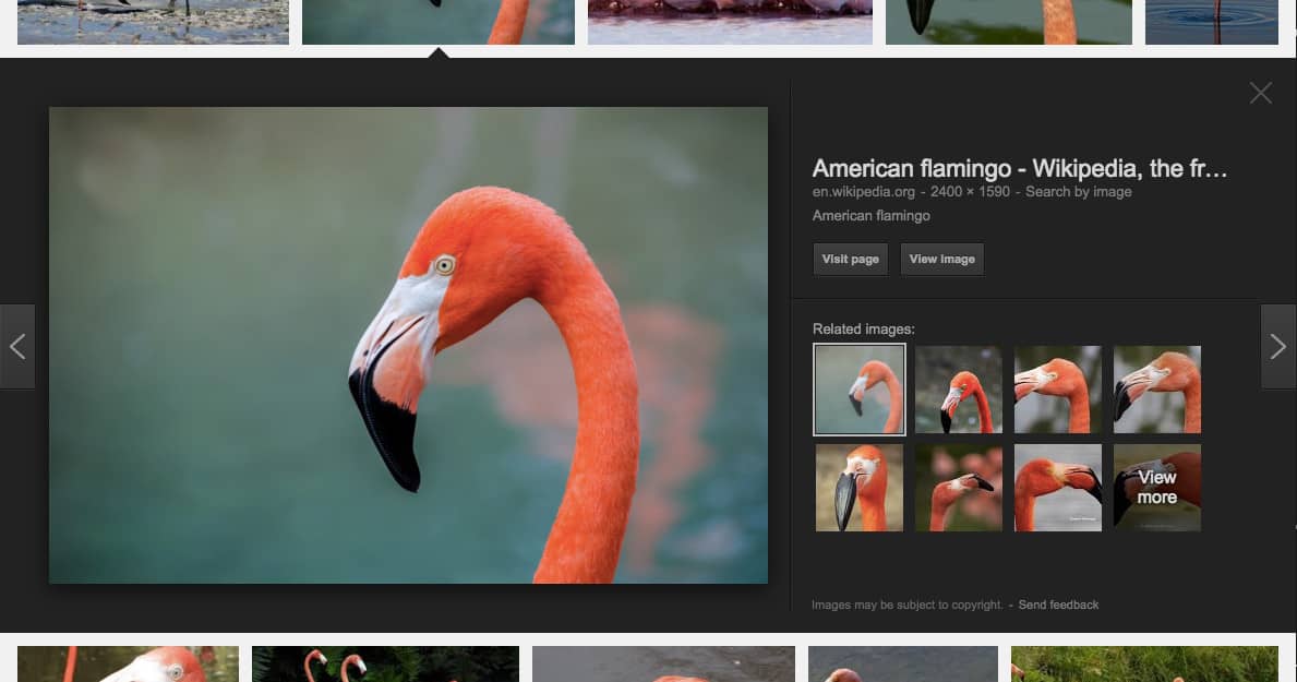 Flamingo image in Google Image Search.