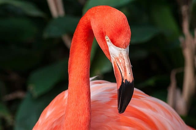 Fallback Flamingo.